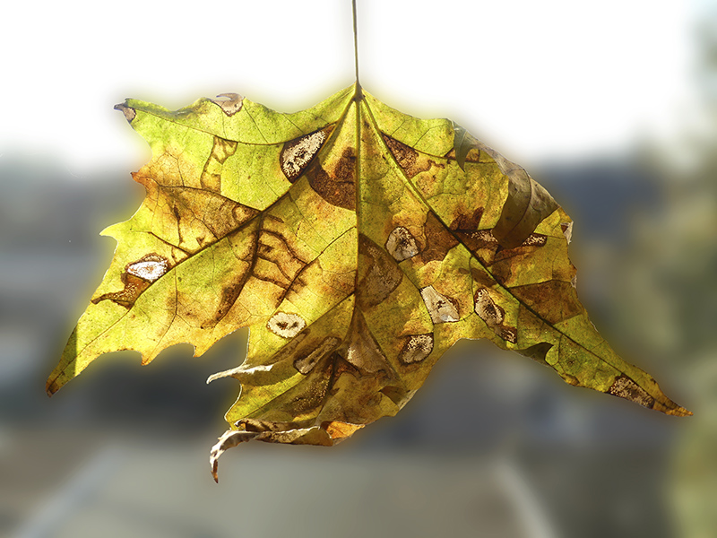 Lithocolletis (Phyllonorycter) platani con parassitoidi